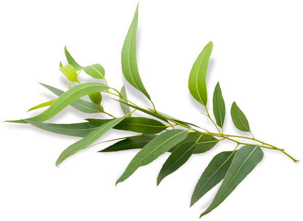 Eucalyptus